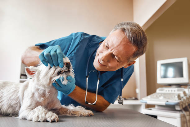 Best After-Hours Emergency Dentist in Darmstadt, IN